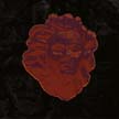 [ scary valentine - gorgon ]